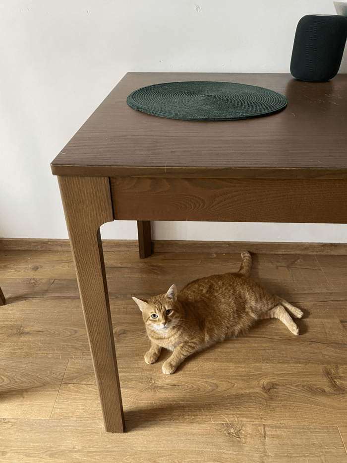 cat under the table