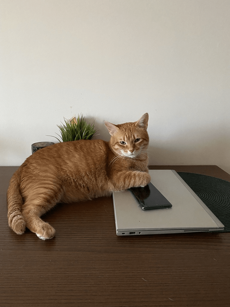 cat on the table